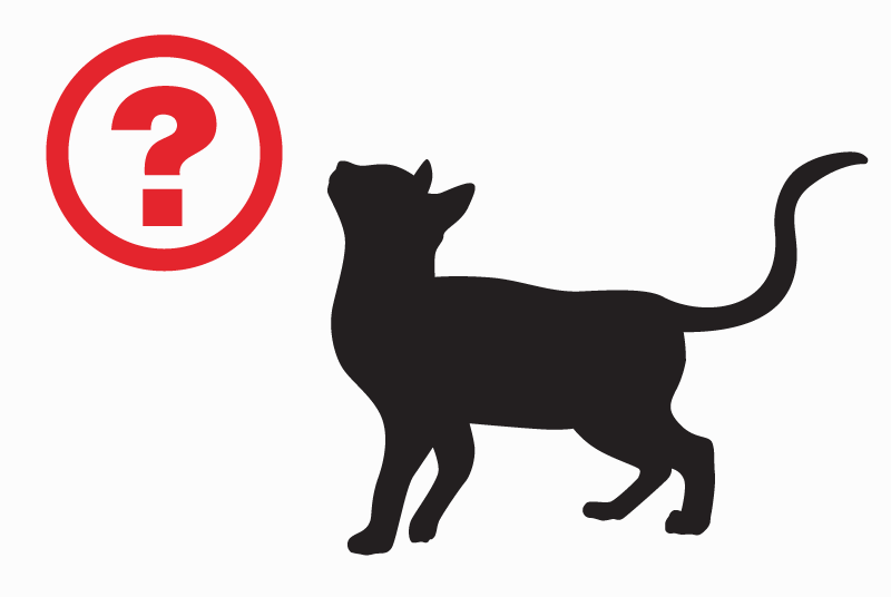 Vermisstmeldung Katze rassenmischung Männliche , 7 jahre Gréoux-les-Bains Frankreich