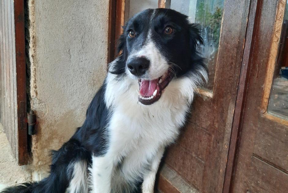 Discovery alert Dog  Female Forcalquier France