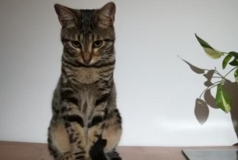 Alerta de Desaparición Gato Macho , 5 años Allauch Francia Alerta de Desaparición Gato Macho , 5 años Allauch Francia