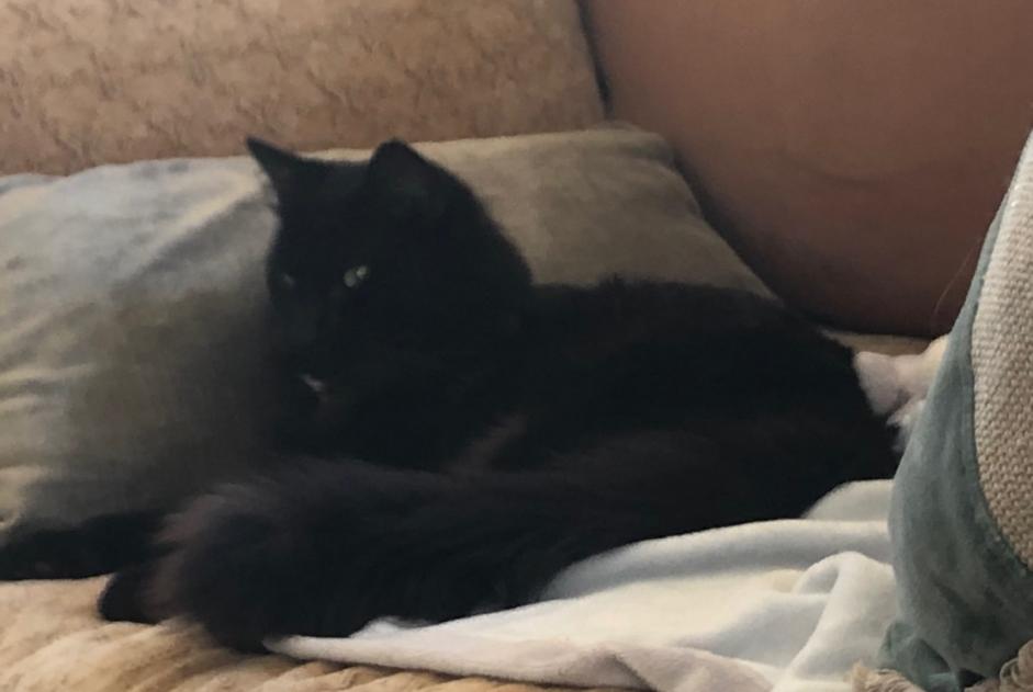 Alerte Disparition Chat Mâle , 1 ans Méailles France