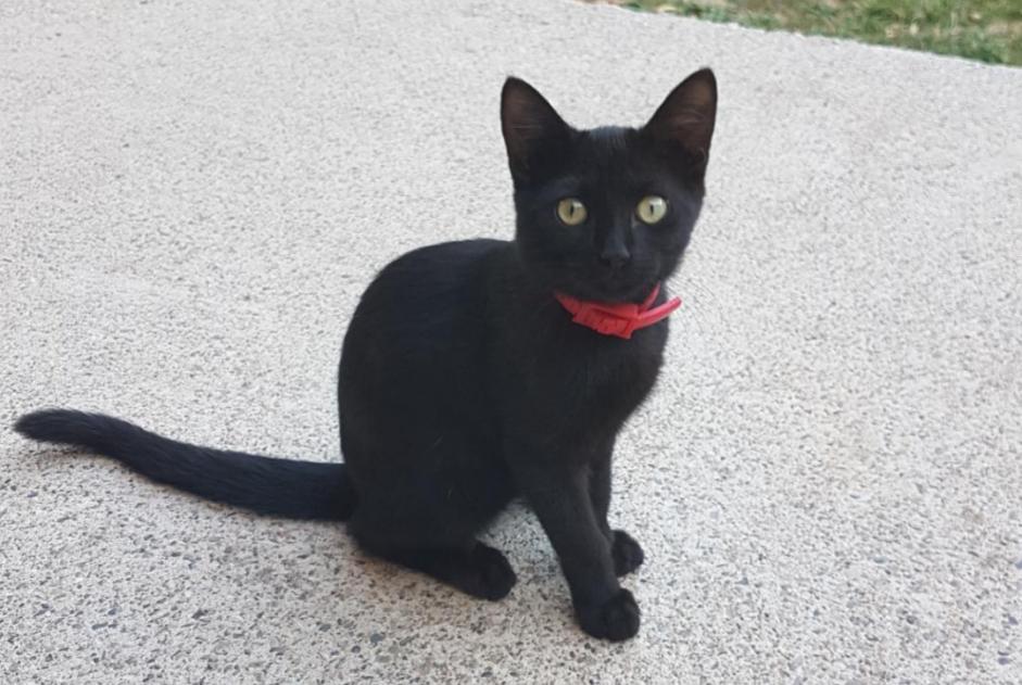 Alerte Disparition Chat Femelle , 2 ans Villeneuve France Alerte Disparition Chat Femelle , 2 ans Villeneuve France